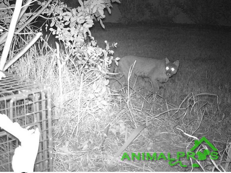 bobcat-removal