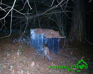 bobcat-trapping