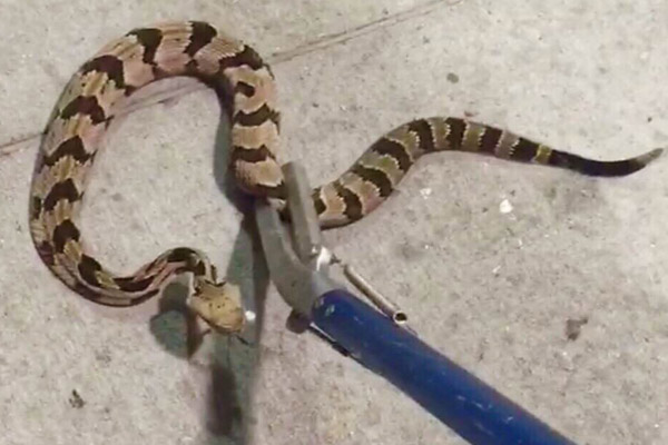 Venomous Snakes Nashville and Middle Tennessee