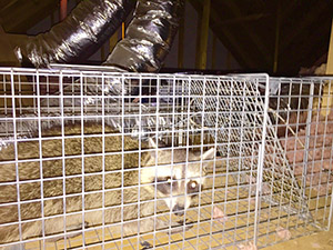 Animal Pros Nashville Raccoons In Crawlspace
