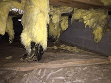 skunk insulation damage
