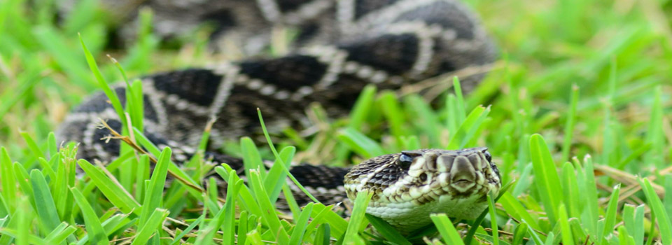 Snakes in the Cumberland River Basin 101 - Cumberland River Compact