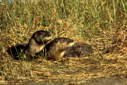 Otter Removal Sarasota