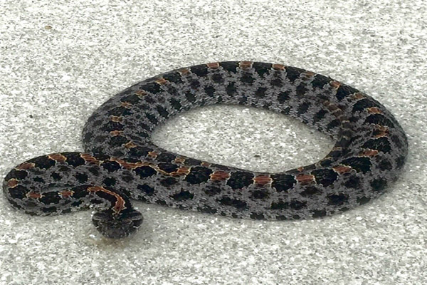 Venomous Snakes In Tampa Florida
