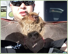Bat control, removal bats in attic