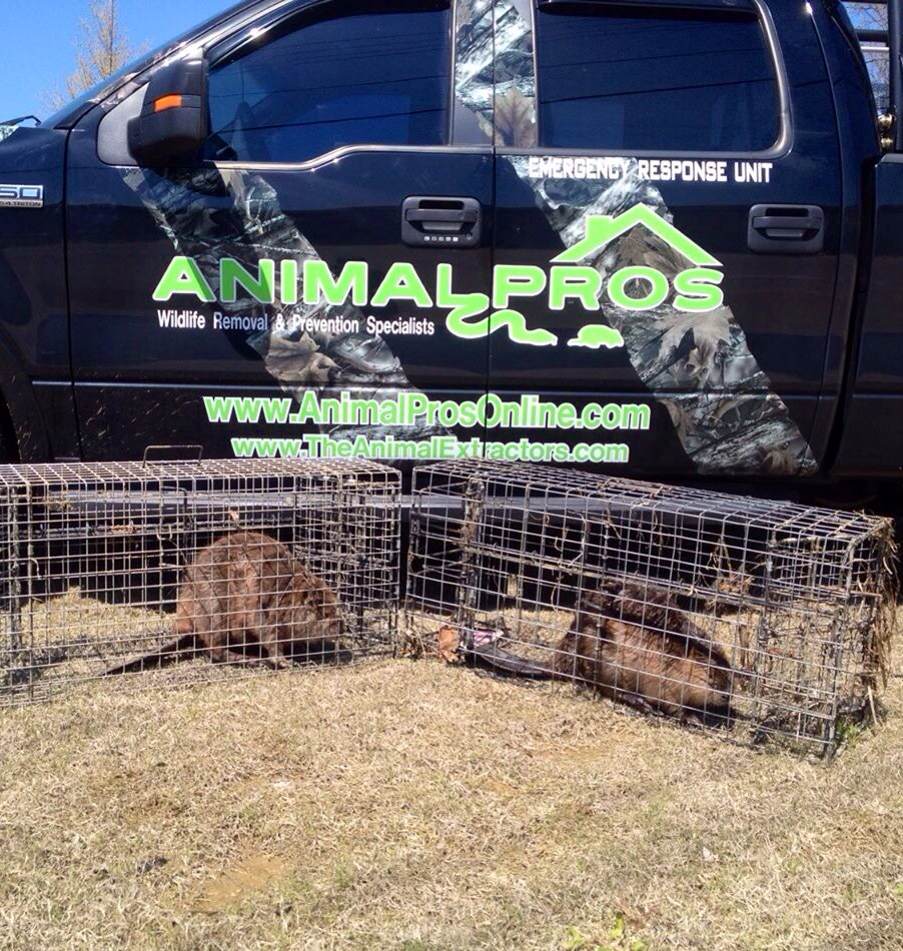 beaver trapping