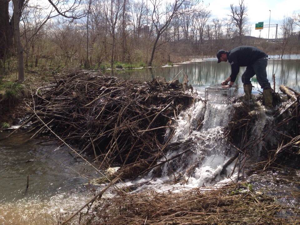 Naples Beaver Control, Removal, Beaver Trapping