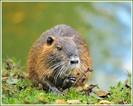 muskrat-removal