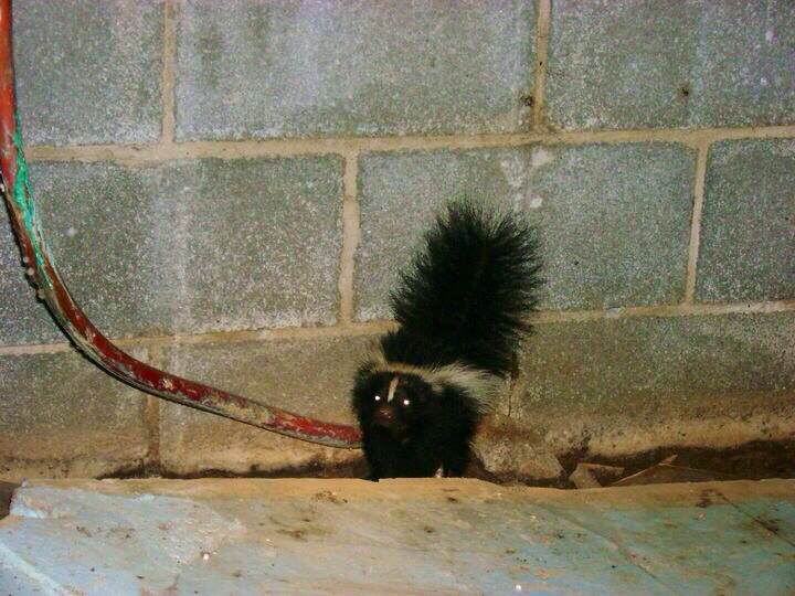 Murfreesboro Skunks In Crawlspaces, Skunk Removal