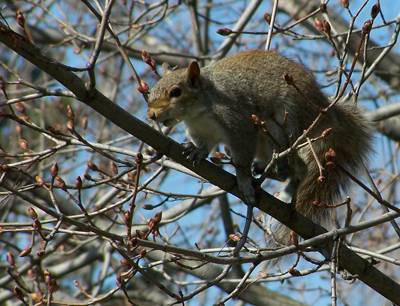 Squirrel 5